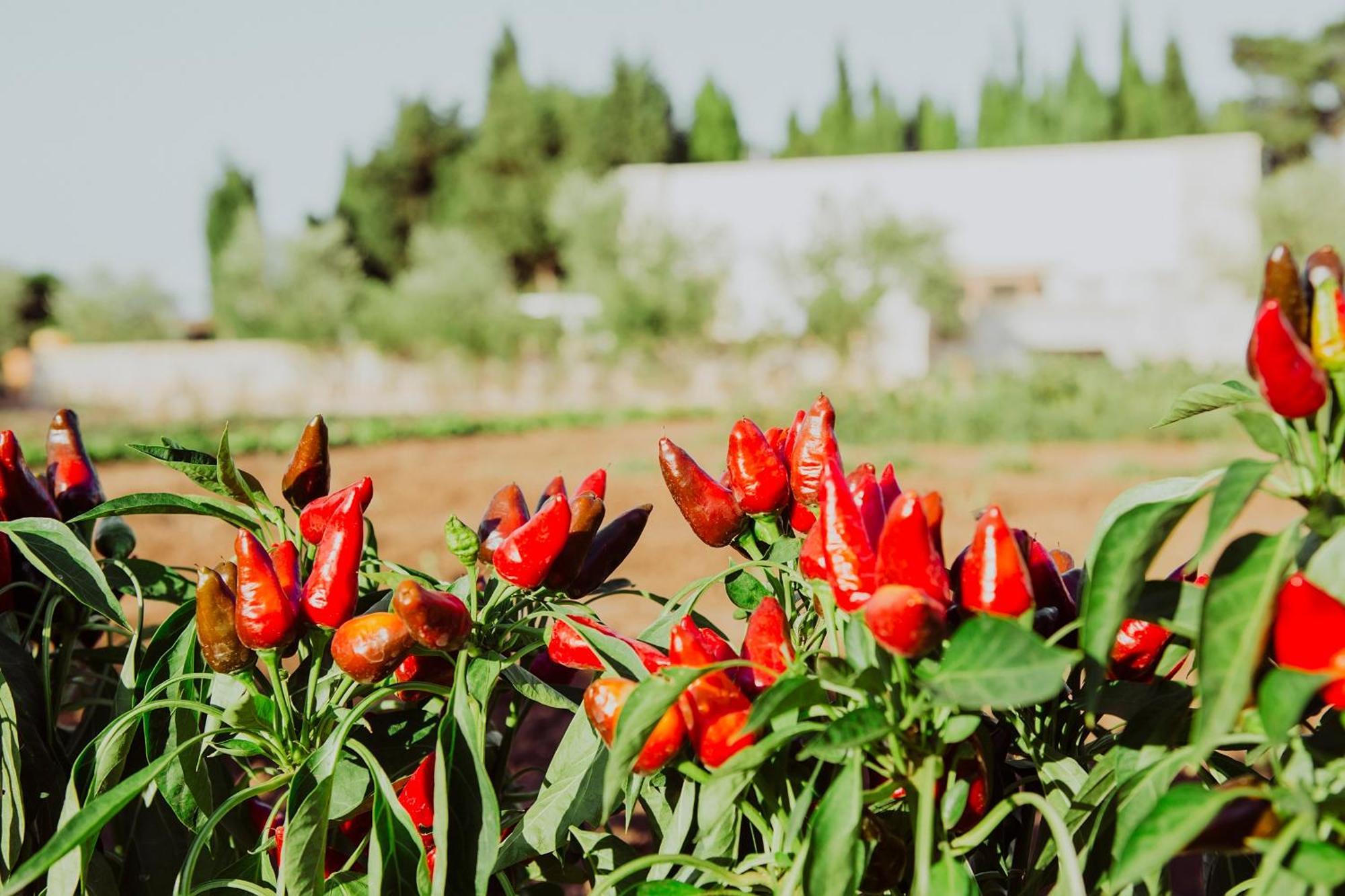 Masseria L'Uliveto Agri Resort Otranto Eksteriør bilde